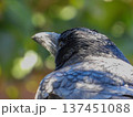 庭の来訪者　カラスのポートレート 137451088