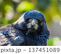 庭の来訪者　カラスのポートレート 137451089