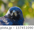 庭の来訪者　カラスのポートレート 137451090