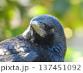 庭の来訪者　カラスのポートレート 137451092