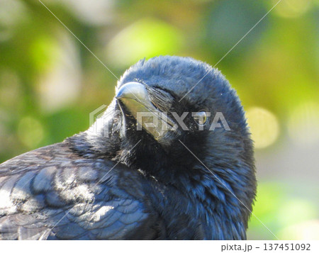 庭の来訪者　カラスのポートレート 137451092