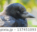 庭の来訪者　カラスのポートレート 137451093