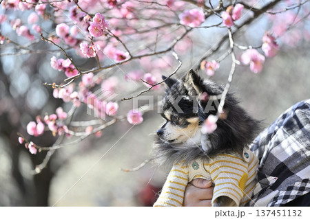 満開の梅林でお散歩する女性とチワワ 満開の梅林でお散歩する女性とチワワ 137451132