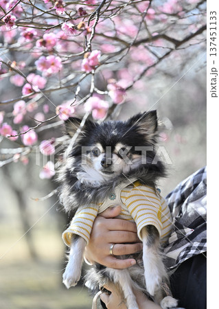 満開の梅林でお散歩する女性とチワワ 137451133