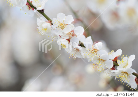 いつか見た梅林公園 137451144