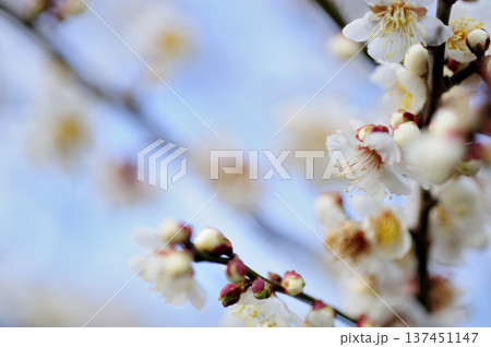 いつか見た梅林公園 いつか見た梅林公園 137451147