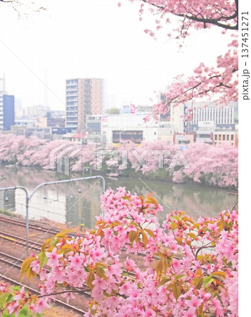 牛込濠の桜と電車がつくる春の都内風景。イラスト風の写真。 牛込濠の桜と電車がつくる春の都内風景。イラスト風の写真。 137451271