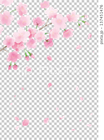 Illustration of cherry blossoms and petals 137451476
