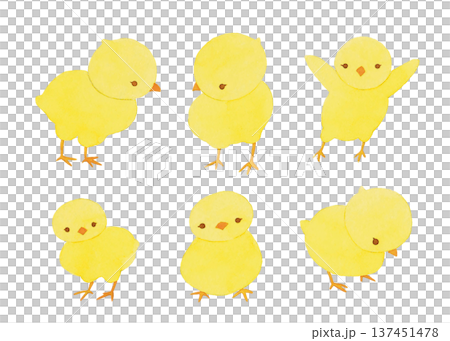 一隻行走的小雞的插圖 一隻行走的小雞的插圖 137451478