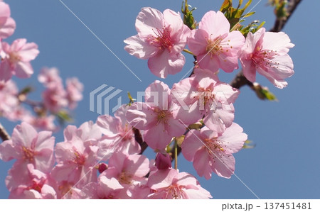 河津桜 河津桜 137451481