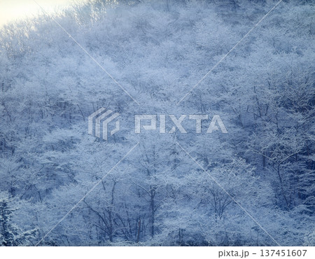 雪化粧した森の木々 雪化粧した森の木々 137451607