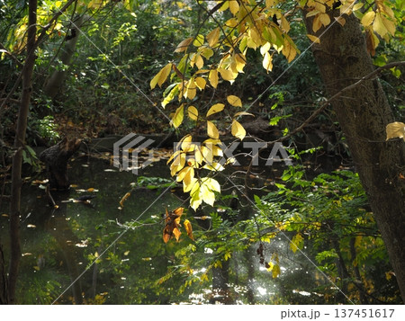 秋の三宝寺池 137451617