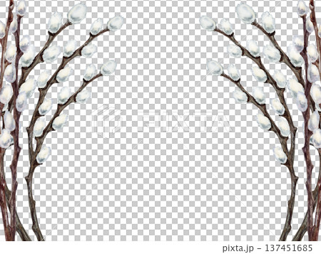 Willow branches frame. Botanical watercolor horizontal template of spring renewal and Easter celebration isolated on white background. Perfect for wedding, invitations, cards and seasonal design 137451685