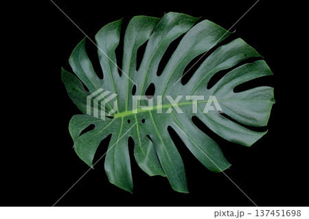 Green Monstera leaf 137451698