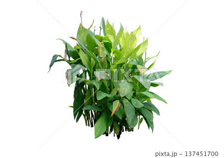 Canna or (Canna indica L.) plant Canna or (Canna indica L.) plant 137451700