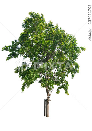 Millettia leucantha tree 137451702