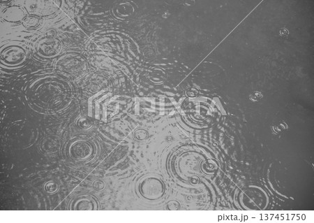 雨の日の水面に広がる波紋。重なり合う水の輪のモノクロイメージ 137451750