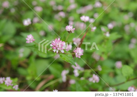 雨の日に群生するミゾソバの花。里山の湿り気を感じる秋の野草 137451801