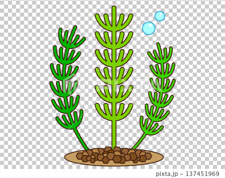Illustration material of aquatic plants, Matsumo 3 Illustration material of aquatic plants, Matsumo 3 137451969