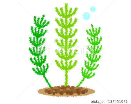 水草のマツモのイラスト素材 137451971