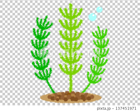 水生植物插圖素材,松本 水生植物插圖素材,松本 137451971