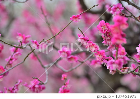 梅林公園 梅林公園 137451975