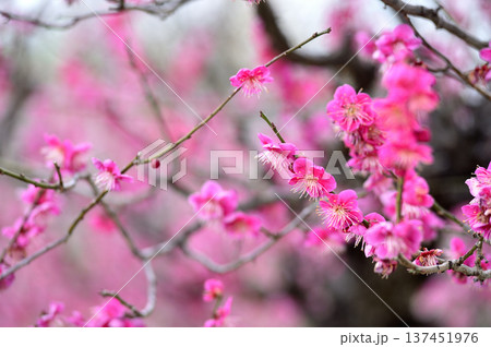 梅林公園 137451976