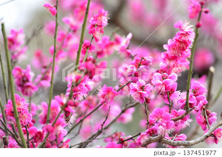 梅林公園 梅林公園 137451977
