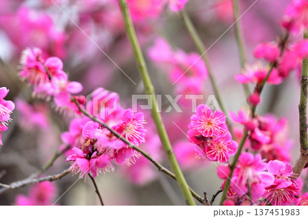 梅林公園 137451983