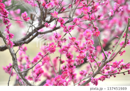梅林公園 137451989