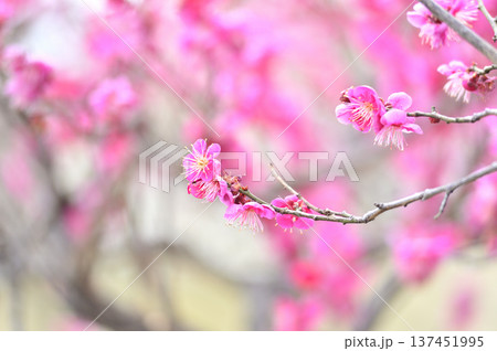 梅林公園 梅林公園 137451995