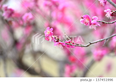 梅林公園 梅林公園 137451996