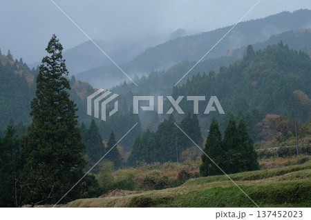 霧に包まれる晩秋の山並みと巨大な杉。里山に漂う雨霧の風景 霧に包まれる晩秋の山並みと巨大な杉。里山に漂う雨霧の風景 137452023