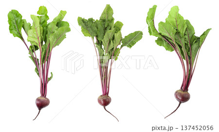 Fresh beetroot with leaves isolated on white background. File contains clipping path. 137452056