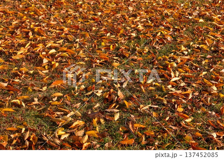 史跡 根城の広場 本丸跡の復元 日本100名城《青森》 史跡 根城の広場 本丸跡の復元 日本100名城《青森》 137452085