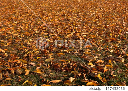 史跡 根城の広場 本丸跡の復元 日本100名城《青森》 史跡 根城の広場 本丸跡の復元 日本100名城《青森》 137452086