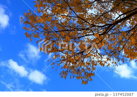 史跡 根城の広場 本丸跡の復元 日本100名城《青森》 史跡 根城の広場 本丸跡の復元 日本100名城《青森》 137452087