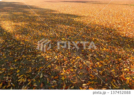 史跡 根城の広場 本丸跡の復元 日本100名城《青森》 史跡 根城の広場 本丸跡の復元 日本100名城《青森》 137452088