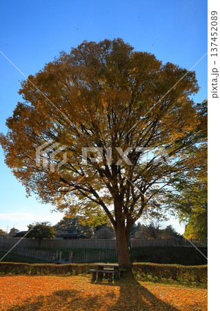 史跡 根城の広場 本丸跡の復元 日本100名城《青森》 史跡 根城の広場 本丸跡の復元 日本100名城《青森》 137452089