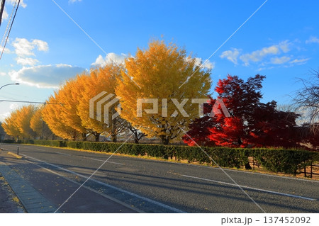 史跡 根城の広場 本丸跡の復元 日本100名城《青森》 史跡 根城の広場 本丸跡の復元 日本100名城《青森》 137452092