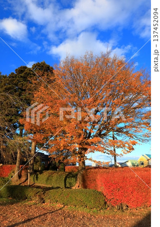 史跡 根城の広場 本丸跡の復元 日本100名城《青森》 史跡 根城の広場 本丸跡の復元 日本100名城《青森》 137452094