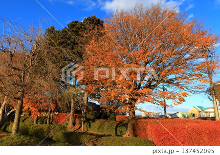 史跡 根城の広場 本丸跡の復元 日本100名城《青森》 史跡 根城の広場 本丸跡の復元 日本100名城《青森》 137452095