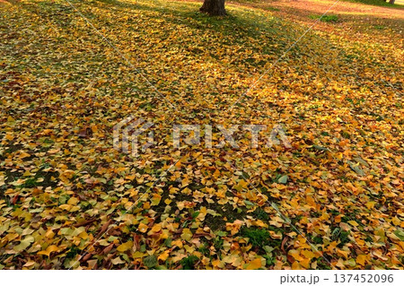 史跡 根城の広場 本丸跡の復元 日本100名城《青森》 史跡 根城の広場 本丸跡の復元 日本100名城《青森》 137452096