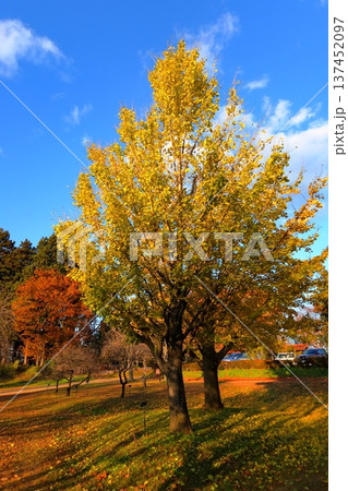 史跡 根城の広場 本丸跡の復元 日本100名城《青森》 史跡 根城の広場 本丸跡の復元 日本100名城《青森》 137452097