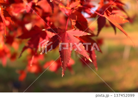 史跡 根城の広場 本丸跡の復元 日本100名城《青森》 史跡 根城の広場 本丸跡の復元 日本100名城《青森》 137452099