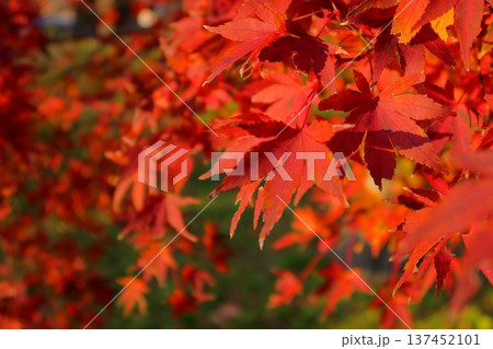 史跡 根城の広場 本丸跡の復元 日本100名城《青森》 史跡 根城の広場 本丸跡の復元 日本100名城《青森》 137452101