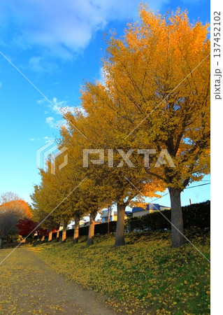 史跡 根城の広場 本丸跡の復元 日本100名城《青森》 史跡 根城の広場 本丸跡の復元 日本100名城《青森》 137452102