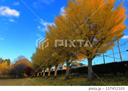 史跡 根城の広場 本丸跡の復元 日本100名城《青森》 史跡 根城の広場 本丸跡の復元 日本100名城《青森》 137452103