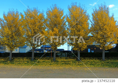 史跡 根城の広場 本丸跡の復元 日本100名城《青森》 史跡 根城の広場 本丸跡の復元 日本100名城《青森》 137452110