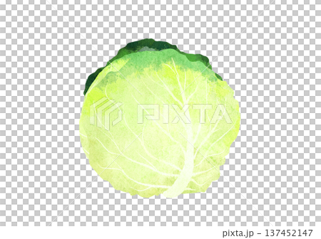 水彩風の春キャベツのイラスト 水彩風の春キャベツのイラスト 137452147